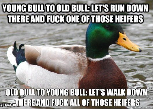 Young bull to old bull: Let's run down there and fuck one of those heifers old bull to young bull: let's walk down
 there and fuck all of those heifers 2013/4/10 - Young bull to old bull: Let's run down there and fuck one of those heifers old bull to young bull: let's walk down
 there and fuck all of those heifers 2013/4/10  Actual Advice Mallard