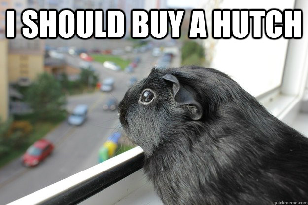 I should buy a hutch  - I should buy a hutch   Pensive Piggie