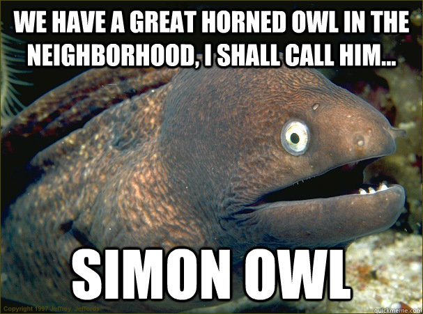 We have a Great horned owl in the neighborhood, I shall call him... Simon owl  Bad Joke Eel