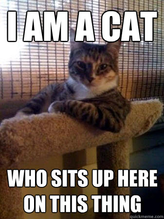 I am a cat Who sits up here on this thing  The Most Interesting Cat in the World
