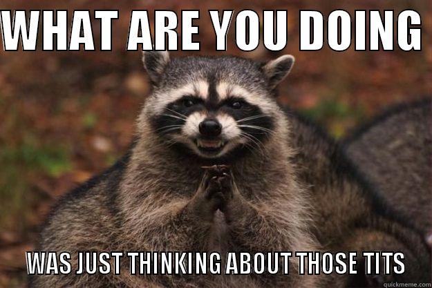 SHOW ME YOUR BOOBS - WHAT ARE YOU DOING   WAS JUST THINKING ABOUT THOSE TITS Evil Plotting Raccoon