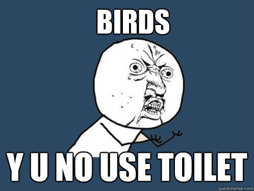 Birds y u no use toilet  Y U No