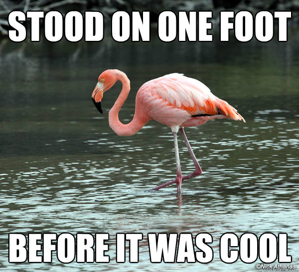 stood on one foot before it was cool - stood on one foot before it was cool  Hipster Flamingo