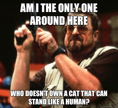 Am i the only one around here Who doesn't own a cat that can stand like a human?  Am I The Only One Around Here