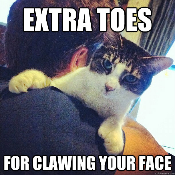 EXTRA TOES for clawing your face - EXTRA TOES for clawing your face  Serious Cat