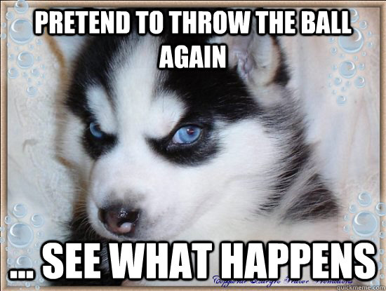 Pretend to throw the ball again ... see what happens  