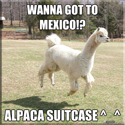 Wanna Got To Mexico!? Alpaca Suitcase ^_^ - Wanna Got To Mexico!? Alpaca Suitcase ^_^  Alpaca bowl