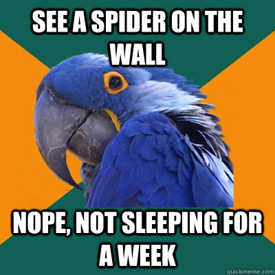 see a spider on the wall Nope, not sleeping for a week  Paranoid Parrot