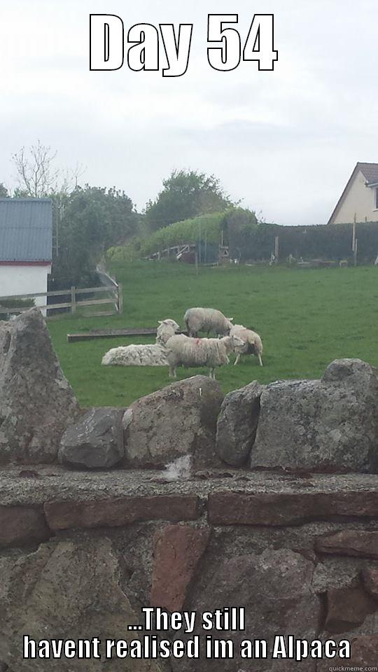 DAY 54 ...THEY STILL HAVENT REALISED IM AN ALPACA Misc