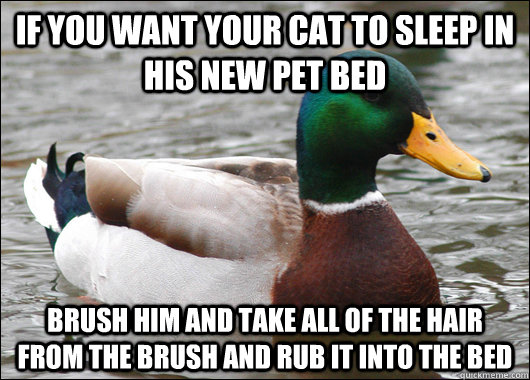 If you want your cat to sleep in his new pet bed brush him and take all of the hair from the brush and rub it into the bed - If you want your cat to sleep in his new pet bed brush him and take all of the hair from the brush and rub it into the bed  Actual Advice Mallard