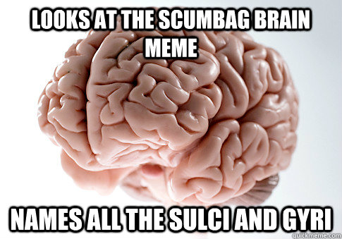 Looks at the scumbag brain meme names all the sulci and gyri  Scumbag Brain