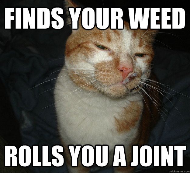finds your weed Rolls you a joint  Good Guy Cat