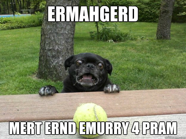 Ermahgerd Mert ernd Emurry 4 pram  Berks Dog