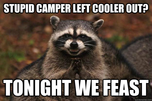 Stupid Camper Left cooler out? Tonight we feast  Evil Plotting Raccoon