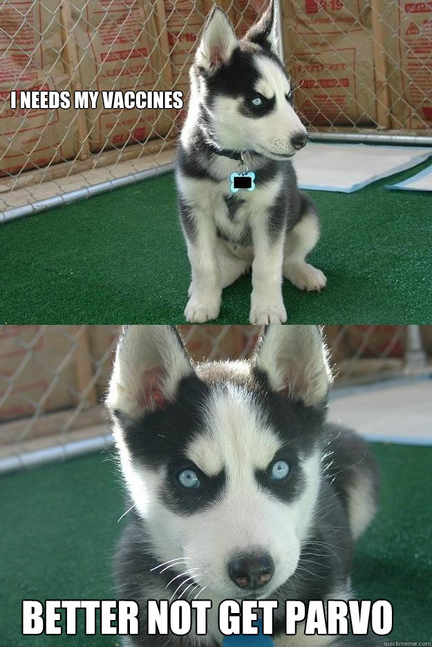i needs my vaccines better not get parvo  Insanity puppy