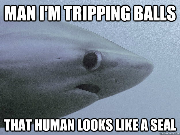 man i'm tripping balls that human looks like a seal - man i'm tripping balls that human looks like a seal  Shy Shark