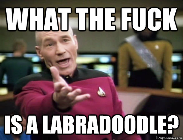 what the fuck is a Labradoodle?  Annoyed Picard HD