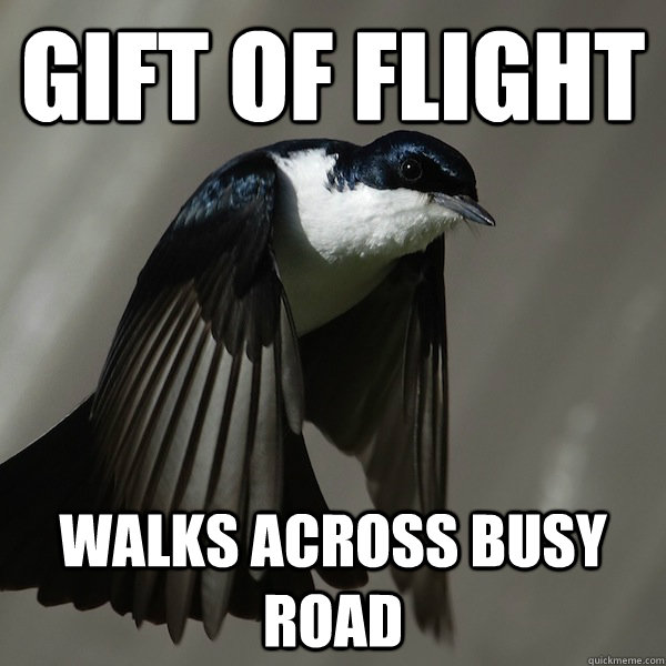 gift of flight walks across busy road - gift of flight walks across busy road  whatever bird