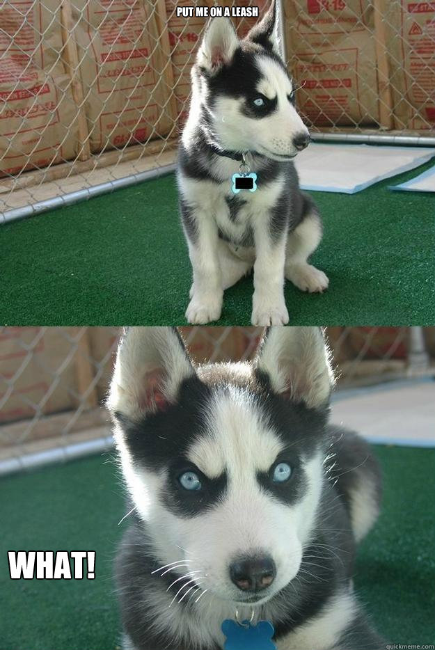 put me on a leash 



 WHAT!  Insanity puppy