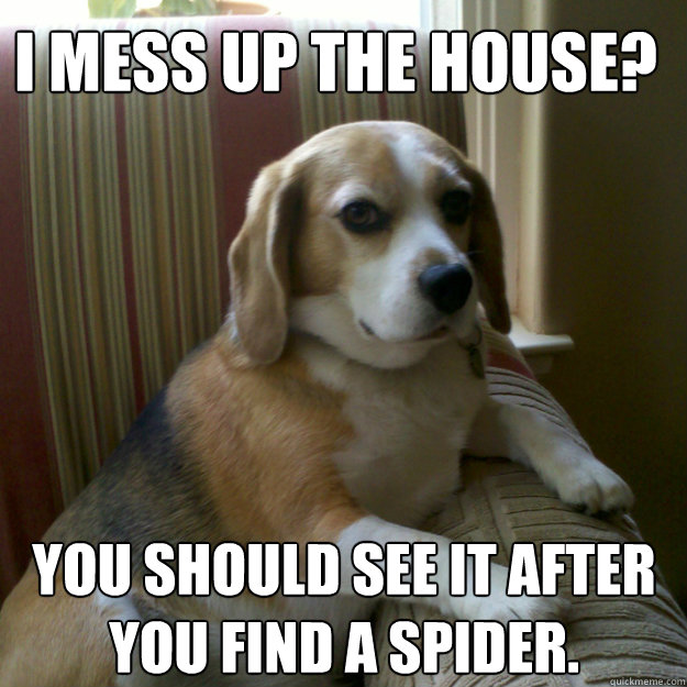 I mess up the house? You should see it after you find a spider.  judgmental dog