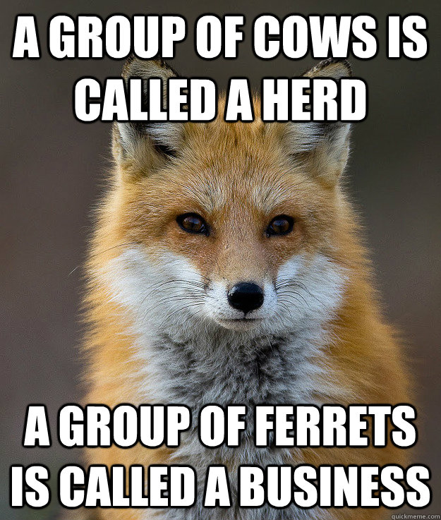 A group of cows is called a herd a group of ferrets is called a business  Fun Fact Fox