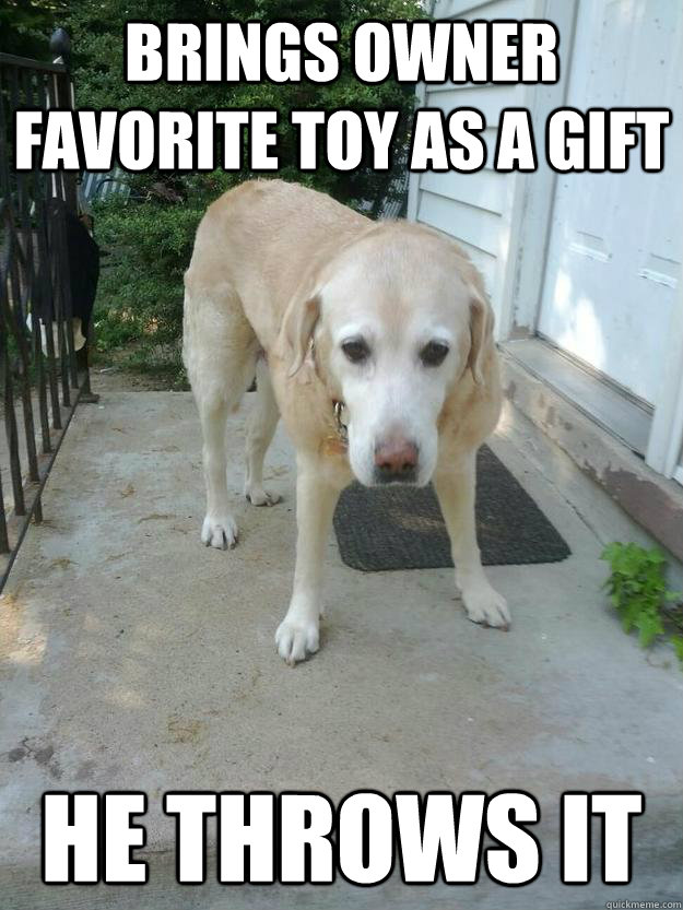 Brings owner favorite toy as a gift He throws it  Sad Stoop Dog