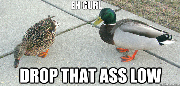 eh gurl
 drop that ass low - eh gurl
 drop that ass low  Actual Advice Duck
