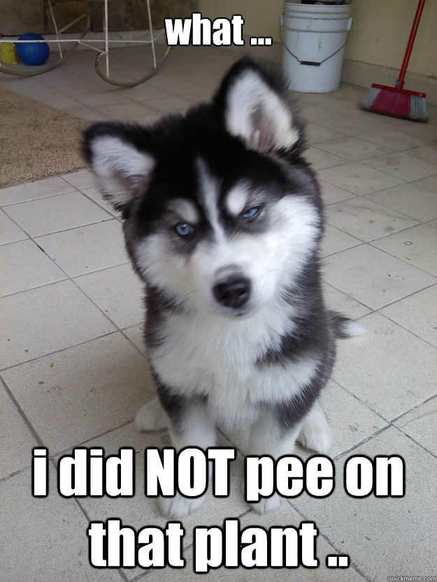 what ... i did NOT pee on that plant .. - what ... i did NOT pee on that plant ..  Skeptical Husky Puppy