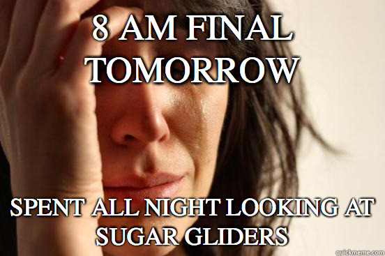 8 am final tomorrow spent all night looking at sugar gliders   First World Problems