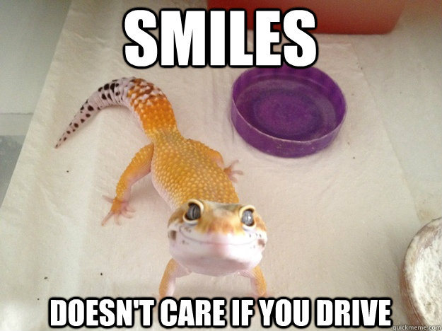 Smiles doesn't care if you drive  Ridiculously Photogenic Gecko
