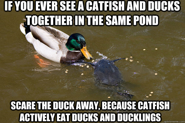 if you ever see a catfish and ducks together in the same pond scare the duck away, because catfish actively eat ducks and ducklings - if you ever see a catfish and ducks together in the same pond scare the duck away, because catfish actively eat ducks and ducklings  Actual Advice Duck
