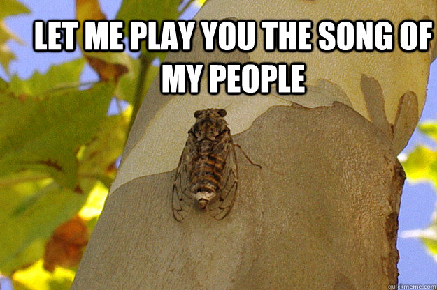 let me play you the song of my people - let me play you the song of my people  cicada