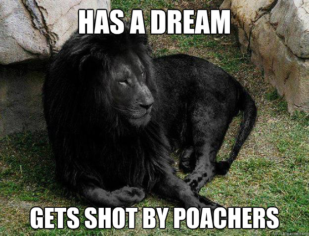 has a dream gets shot by poachers  Black Lion Problems