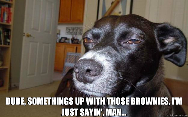  Dude, somethings up with those brownies, I'm just sayin', man...  Skeptical Mutt