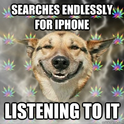 Searches endlessly for Iphone Listening to it  Stoner Dog