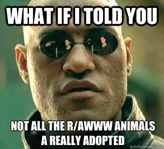 What if I told you not all the R/awww animals a really adopted  What if I told you