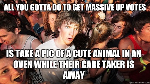 All you gotta do to get massive up votes  Is take a pic of a cute animal in an oven while their care taker is away  Sudden Clarity Clarence