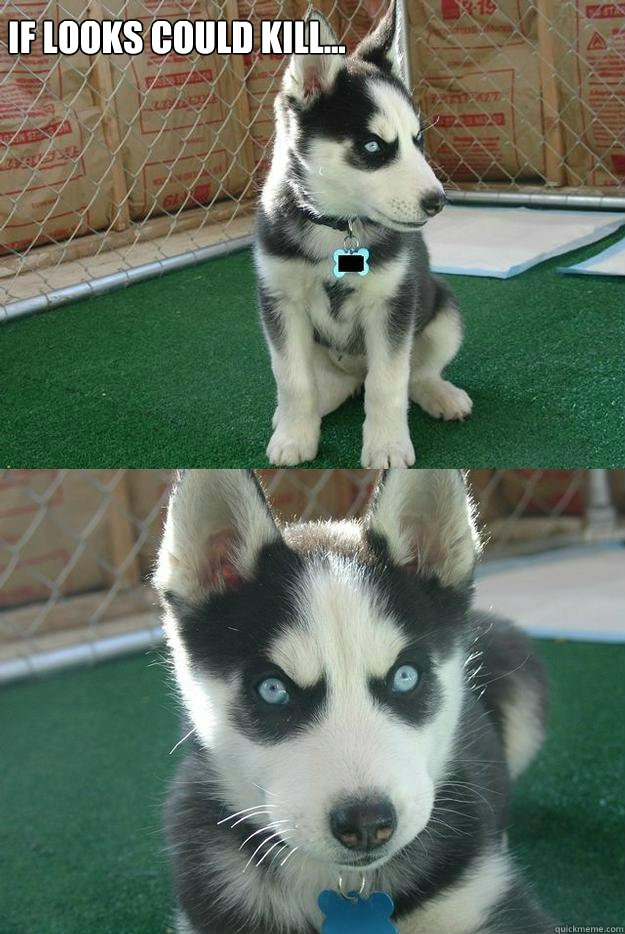 If looks could kill...   Insanity puppy