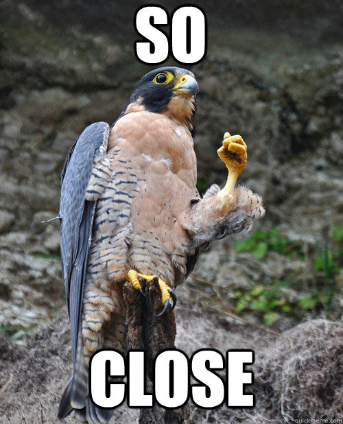 so close  expressive peregrine falcon