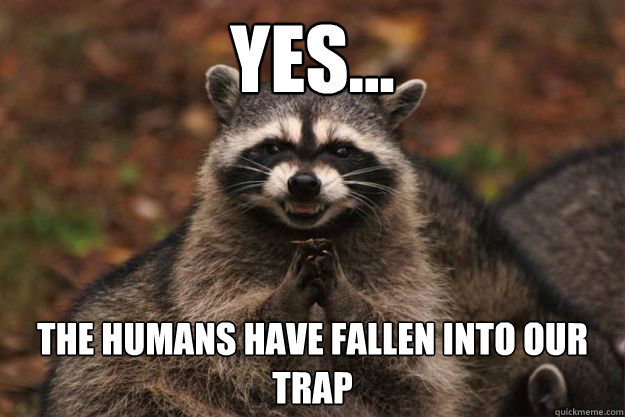 yes... The humans have fallen into our trap - yes... The humans have fallen into our trap  Evil genius racoon