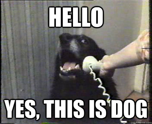 HELLO YES, THIS IS DOG  