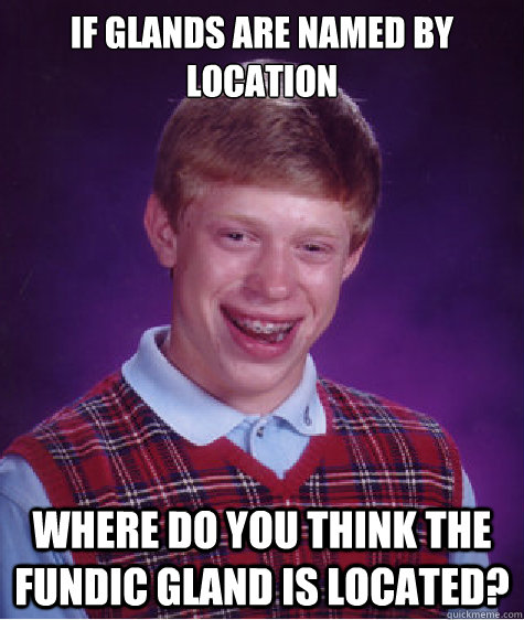 If glands are named by location Where do you think the FunDic gland is located?  Bad Luck Brian