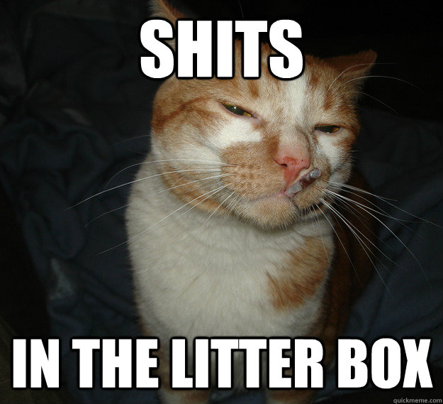 shits in the litter box  Cool Cat Craig