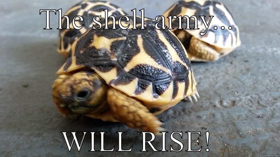 Tortoise memes - THE SHELL ARMY... WILL RISE! Misc