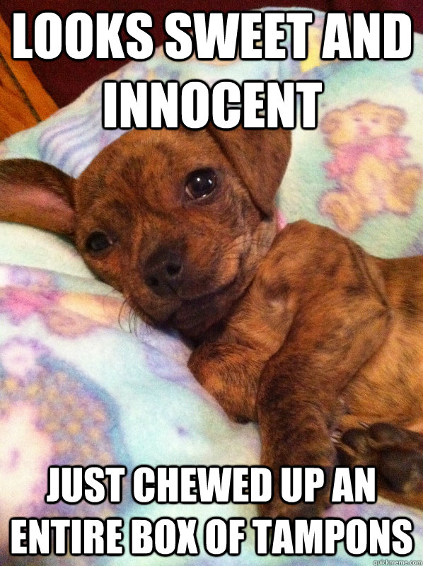 looks sweet and innocent just chewed up an entire box of tampons