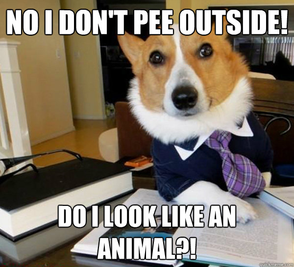 No I don't pee outside! Do I look like an animal?! - No I don't pee outside! Do I look like an animal?!  Corgi Lawyer