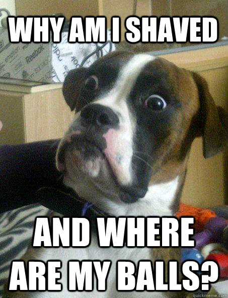 Why am I shaved and where are my balls? - Why am I shaved and where are my balls?  Baffled boxer