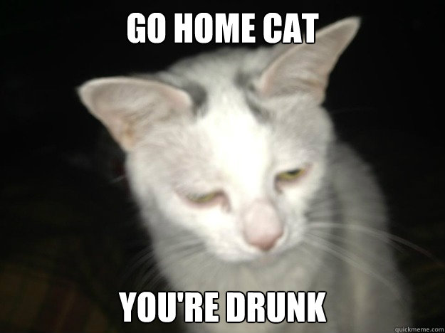 Go Home Cat You're drunk  drunk cat meme