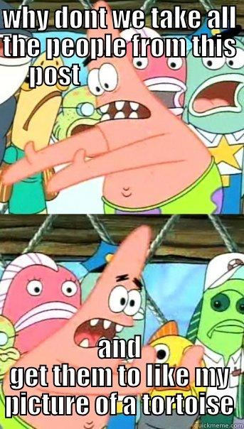 WHY DONT WE TAKE ALL THE PEOPLE FROM THIS POST                           AND GET THEM TO LIKE MY PICTURE OF A TORTOISE Push it somewhere else Patrick