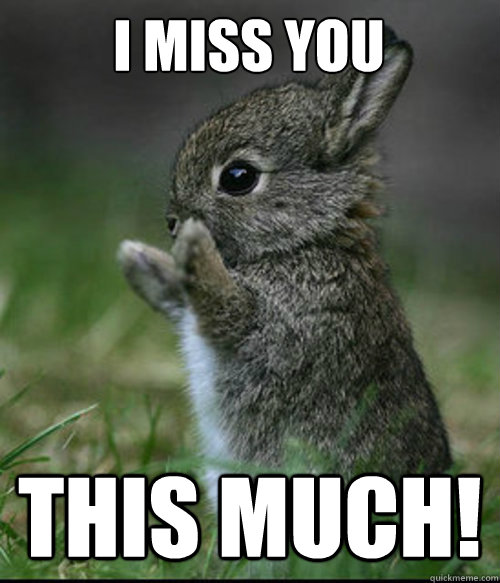 i miss you this much! - i miss you this much!  Dis much bunny